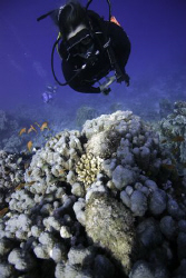 Karin with 2 stonefish. Natural light. by Dray Van Beeck 
